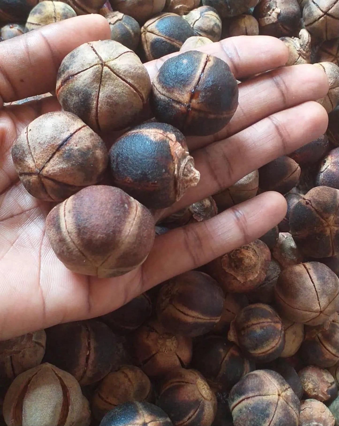 GORONTULA ATASSA : 100% FOYER ÉPANOUI